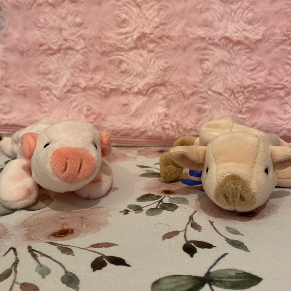 Pigs